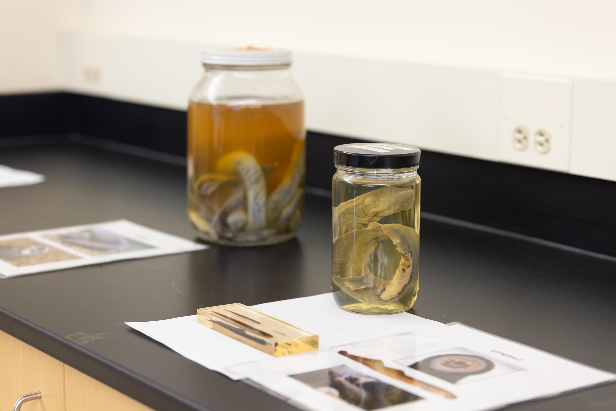 Photo of biology specimens in jars